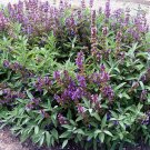 BROAD LEAVED SAGE HERB 100 US SEEDS