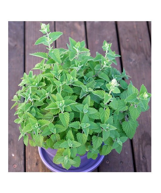 100 US SEEDS CATNIP