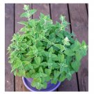 100 US SEEDS CATNIP