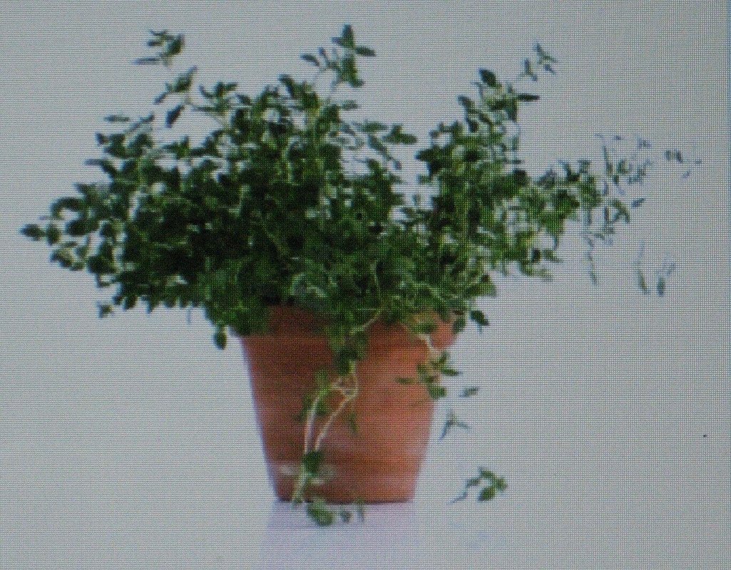 100 US SEEDS THYME HERB