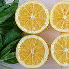 LEMON BASIL LEMON FRAGRANCE CUISINE 100 US SEEDS