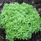 100 US SEEDS SPICY GLOBE BASIL