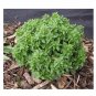 100 US SEEDS SPICY GLOBE BASIL