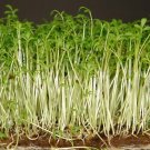 100 US SEEDS CURLED CRESS FRESH PEPPERY FLAVOR