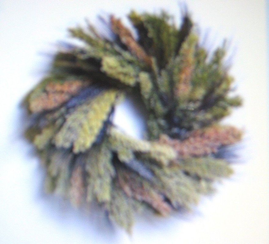 BROOM CORN MULTI COLORED 50 US SEEDS