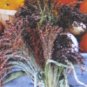 BROOM CORN MULTI COLORED 50 US SEEDS