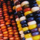 40 US SEEDS GIANT RARE ORNAMENTAL COLORED CORN