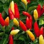 20 US SEEDS TABASCO PEPPER