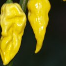 HOT LEMON HABANERO 15 US SEEDS