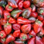SWEET PEPPER PIMENTO L 20 US SEEDS