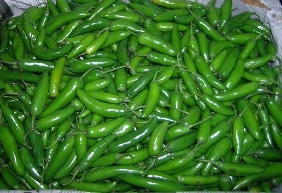 20 US SEEDS SERRANO PEPPER PICO DE GALLO