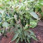 20 US SEEDS SERRANO PEPPER PICO DE GALLO