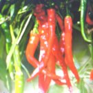 HOT CAYENNE LONG SLIM PEPPER 15 US SEEDS