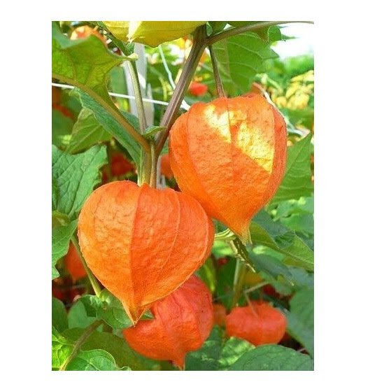 25 US SEEDS CHINESE LANTERN PHYSALIS