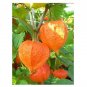 25 US SEEDS CHINESE LANTERN PHYSALIS