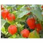 25 US SEEDS CHINESE LANTERN PHYSALIS