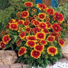 50 US SEEDS GAILLARDIA GOBLIN