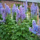 PACIFIC GIANT SERIES DELPHINIUM 25 US SEEDS