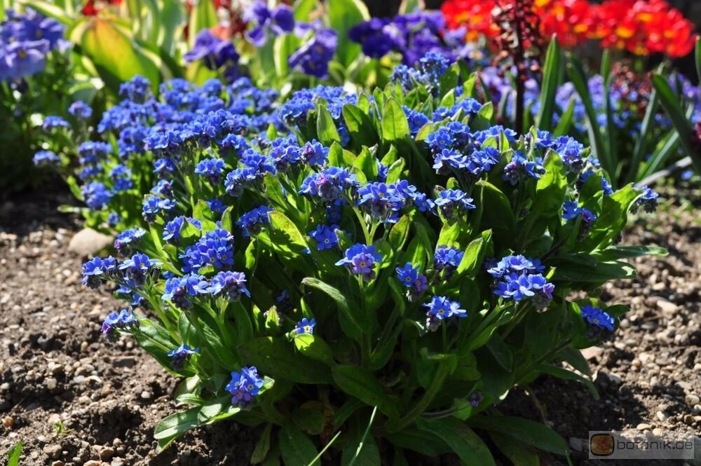25 US SEEDS MYOSOTIS COMPINDI