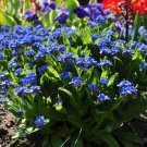 25 US SEEDS MYOSOTIS COMPINDI