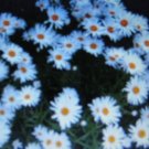 75 US SEEDS SHASTA DAISY ALASKA