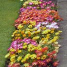 ICE PLANT MIX LIVINGSTON DAISY 100 US SEEDS