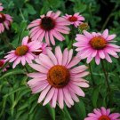 BRAVADO ECHINACEA 35 US SEEDS