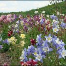 COLUMBINE DRAGONFLY MIX 25 US SEEDS