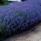 50 US SEEDS LAVENDER ENGLISH
