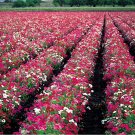 DRUMMOND MIX PHLOX 50 US SEEDS
