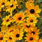 75 US SEEDS BLACK EYED SUSAN
