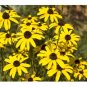75 US SEEDS BLACK EYED SUSAN