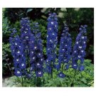 DARK BLUE DARK BEE VARIETY DELPHINIUM MAGIC FOUNTAIN SERIES 25 US SEEDS
