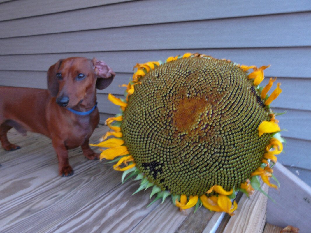 20 US SEEDS SUNFLOWER DWARF