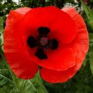 RED CORN POPPY BLACK CENTER 100 US SEEDS