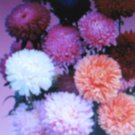 CREGO GIANT MIXTURE ASTER 50 US SEEDS