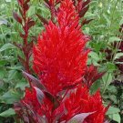 FOREST FIRE CELOSIA 50 US SEEDS