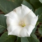 TALL NIGHT FLOWERING MOONFLOWER 15 US SEEDS