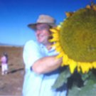 MAMMOTH GREY STRIPE SUNFLOWER 20 US SEEDS