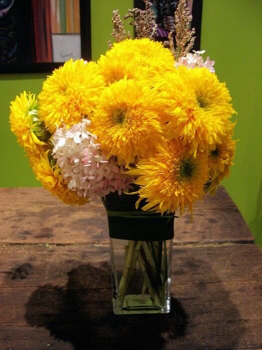 FLUFFY DOUBLE FLOWERS TEDDY BEAR SUNFLOWER 25 US SEEDS