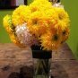 FLUFFY DOUBLE FLOWERS TEDDY BEAR SUNFLOWER 25 US SEEDS
