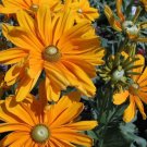 IRISH SPRING RUDBECKIA 30 US SEEDS