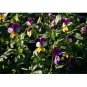 JOHNNY JUMP UP&Acirc;&nbsp; VIOLA 50 US SEEDS