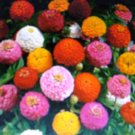 LILLIPUT MIXTURE ZINNIA 50 US SEEDS