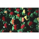 50 US SEEDS CELOSIA AMIGO MIX