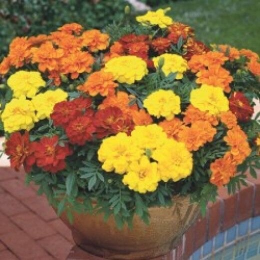 CRACKERJACK MARIGOLD 50 US SEEDS