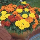 CRACKERJACK MARIGOLD 50 US SEEDS