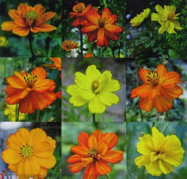 LADYBIRD MIXTURE COSMOS SEMI DOUBLE FLOWERS 30 US SEEDS