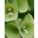BELL SHAPED BRACTS BELLS OF IRELAND 30 US SEEDS