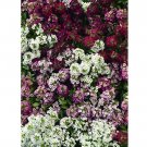 EASTER BONNET SERIES ALYSSUM 50 US SEEDS